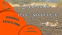 Охота на зайца