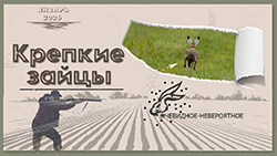 Охота на зайца