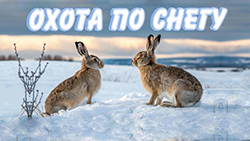 Охота на зайца