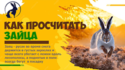 Охота на зайца
