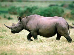 Охота на носорога