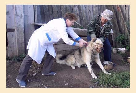 болезни охотничьих собак